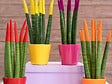 BLOOMIQUE - Lot de 2 - Sansevieria Velvet Touch - Langue de belle-mère - H. 20-30 cm - P. 9 cm - vignette