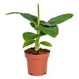 BLOOMIQUE - Musa Dwarf Cavendish - Bananier nain - Plante d’intérieur - Dépolluante - H. 20-30 cm - P. 12 cm - vignette