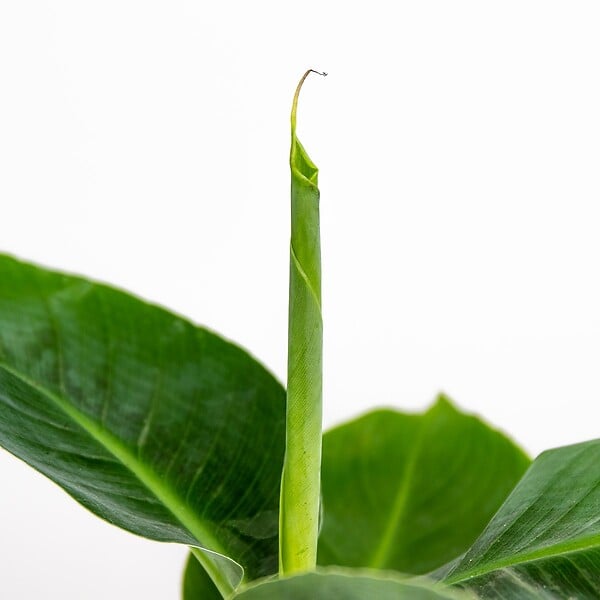BLOOMIQUE - Musa Dwarf Cavendish - Bananier nain - Plante d’intérieur - Dépolluante - H. 20-30 cm - P. 12 cm - large