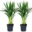 BLOOMIQUE - Lot de 2 - Dypsis Lutescens - Palmier doré - Plante d’intérieur - Facile d’entretien - 20-25 cm - vignette