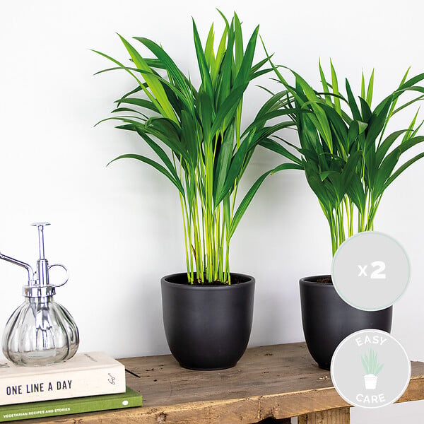 BLOOMIQUE - Lot de 2 - Dypsis Lutescens - Palmier doré - Plante d’intérieur - Facile d’entretien - 20-25 cm - large