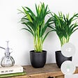 BLOOMIQUE - Lot de 2 - Dypsis Lutescens - Palmier doré - Plante d’intérieur - Facile d’entretien - 20-25 cm - vignette