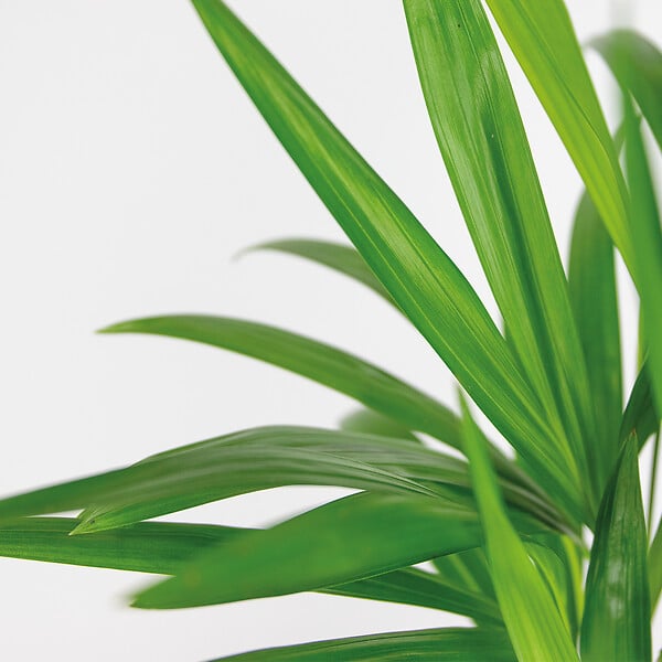 BLOOMIQUE - Lot de 2 - Dypsis Lutescens - Palmier doré - Plante d’intérieur - Facile d’entretien - 20-25 cm - large