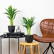 BLOOMIQUE - Lot de 2 - Dypsis Lutescens - Palmier doré - Plante d’intérieur - Facile d’entretien - 20-25 cm - vignette