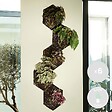 BLOOMIQUE - Lot de 6 - Begonia Beleaf Mix - Bégonia à feuilles - Lot de 6 - Plante d’intérieur - vignette