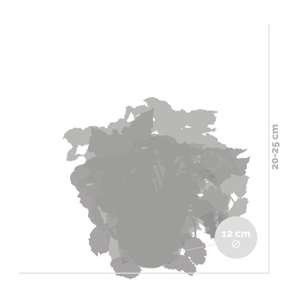 BLOOMIQUE - Lot de 6 - Begonia Beleaf Mix - Bégonia à feuilles - Lot de 6 - Plante d’intérieur - large