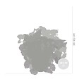 BLOOMIQUE - Lot de 6 - Begonia Beleaf Mix - Bégonia à feuilles - Lot de 6 - Plante d’intérieur - vignette
