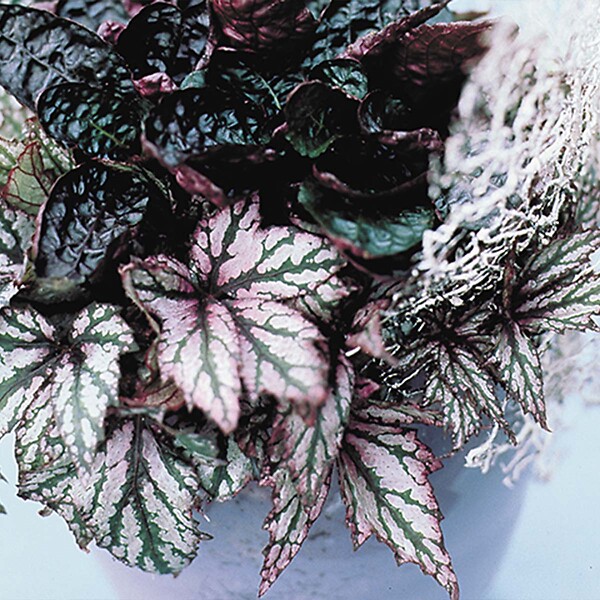 BLOOMIQUE - Lot de 6 - Begonia Beleaf Mix - Bégonia à feuilles - Lot de 6 - Plante d’intérieur - large