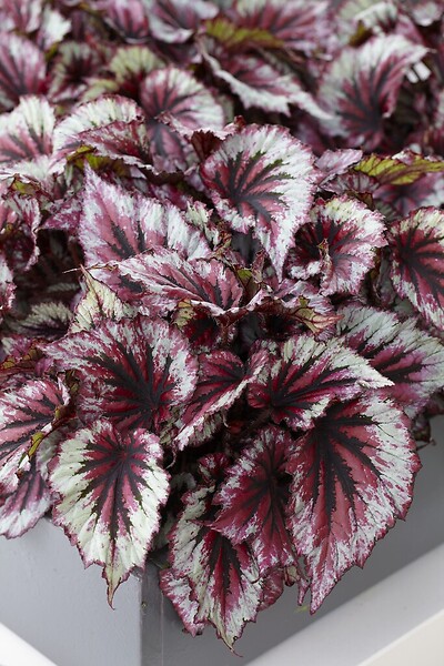 BLOOMIQUE - Lot de 6 - Begonia Beleaf Mix - Bégonia à feuilles - Lot de 6 - Plante d’intérieur - large