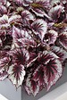 BLOOMIQUE - Lot de 6 - Begonia Beleaf Mix - Bégonia à feuilles - Lot de 6 - Plante d’intérieur - vignette