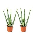 BLOOMIQUE - Lot de 2 - Aloe Vera - Plantes d’intérieur - Plantes grasses - H. 20-30 cm - P. 10,5 cm - vignette