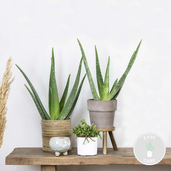 BLOOMIQUE - Lot de 2 - Aloe Vera - Plantes d’intérieur - Plantes grasses - H. 20-30 cm - P. 10,5 cm - large