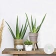 BLOOMIQUE - Lot de 2 - Aloe Vera - Plantes d’intérieur - Plantes grasses - H. 20-30 cm - P. 10,5 cm - vignette