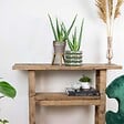 BLOOMIQUE - Lot de 2 - Aloe Vera - Plantes d’intérieur - Plantes grasses - H. 20-30 cm - P. 10,5 cm - vignette