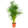 BLOOMIQUE - Dypsis Lutescens - Palmier Areca - Plantes d’intérieur - Dépolluante - H. 130-150 cm - P. 24 cm - vignette