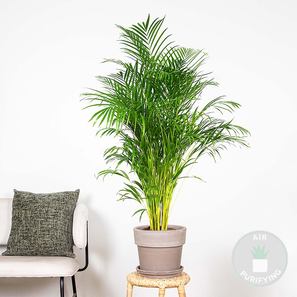 BLOOMIQUE - Dypsis Lutescens - Palmier Areca - Plantes d’intérieur - Dépolluante - H. 130-150 cm - P. 24 cm - large