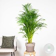 BLOOMIQUE - Dypsis Lutescens - Palmier Areca - Plantes d’intérieur - Dépolluante - H. 130-150 cm - P. 24 cm - vignette
