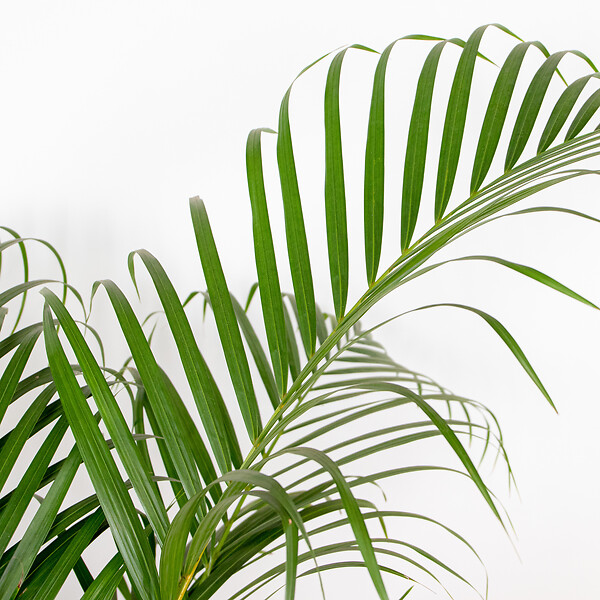 BLOOMIQUE - Dypsis Lutescens - Palmier Areca - Plantes d’intérieur - Dépolluante - H. 130-150 cm - P. 24 cm - large