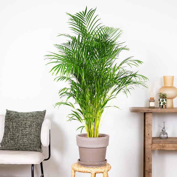 BLOOMIQUE - Dypsis Lutescens - Palmier Areca - Plantes d’intérieur - Dépolluante - H. 130-150 cm - P. 24 cm - large