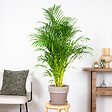 BLOOMIQUE - Dypsis Lutescens - Palmier Areca - Plantes d’intérieur - Dépolluante - H. 130-150 cm - P. 24 cm - vignette