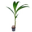 BLOOMIQUE - Cocos Nucifera - Cocotier - Plantes d’intérieur - Dépolluante - H. 70-90 cm - P. 19 cm - vignette