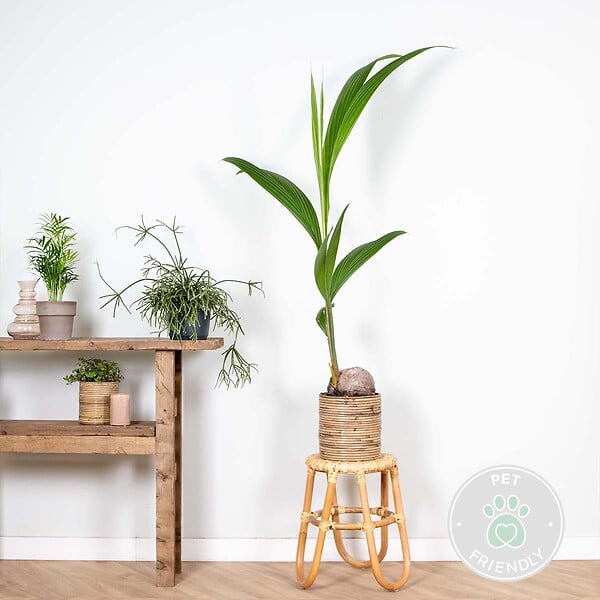 BLOOMIQUE - Cocos Nucifera - Cocotier - Plantes d’intérieur - Dépolluante - H. 70-90 cm - P. 19 cm - large