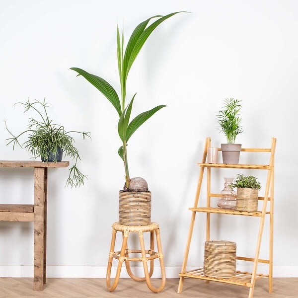 BLOOMIQUE - Cocos Nucifera - Cocotier - Plantes d’intérieur - Dépolluante - H. 70-90 cm - P. 19 cm - large