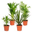 BLOOMIQUE - Lot de 4 - Mélange de plantes d’intérieur résistantes - H. 20-40 cm - P. 12 cm - vignette