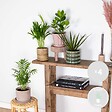 BLOOMIQUE - Lot de 4 - Mélange de plantes d’intérieur résistantes - H. 20-40 cm - P. 12 cm - vignette