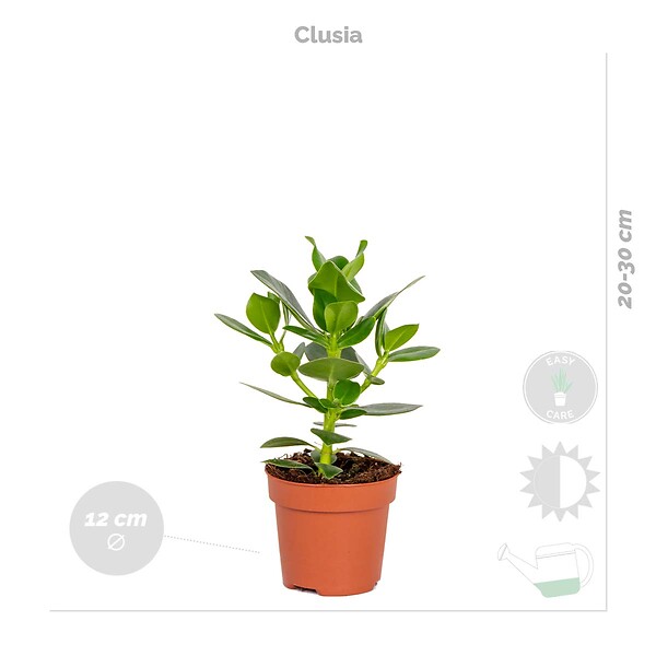 BLOOMIQUE - Lot de 4 - Mélange de plantes d’intérieur résistantes - H. 20-40 cm - P. 12 cm - large