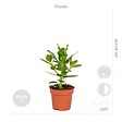 BLOOMIQUE - Lot de 4 - Mélange de plantes d’intérieur résistantes - H. 20-40 cm - P. 12 cm - vignette