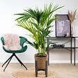 BLOOMIQUE - Howea Forsteriana - Palmier Kentia - Plante d’intérieur - Dépolluante - H. 80-100 cm - vignette