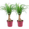 BLOOMIQUE - Lot de 2 - Beaucarnea Recurvata - Pied d’éléphant - Plantes d’intérieur - H. 30-40 cm - P. 12 cm - vignette
