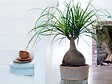 BLOOMIQUE - Lot de 2 - Beaucarnea Recurvata - Pied d’éléphant - Plantes d’intérieur - H. 30-40 cm - P. 12 cm - vignette