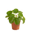 BLOOMIQUE - Pilea Peperomioides - Plante à monnaie chinoise - Plantes d’intérieur - H. 15-20 cm - P. 12 cm - vignette