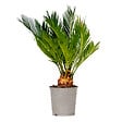 BLOOMIQUE - Cycas Revoluta - Cycas du Japon - Palmier d'intérieur - Plantes d’intérieur - H. 30-40 cm - P. 12 cm - vignette