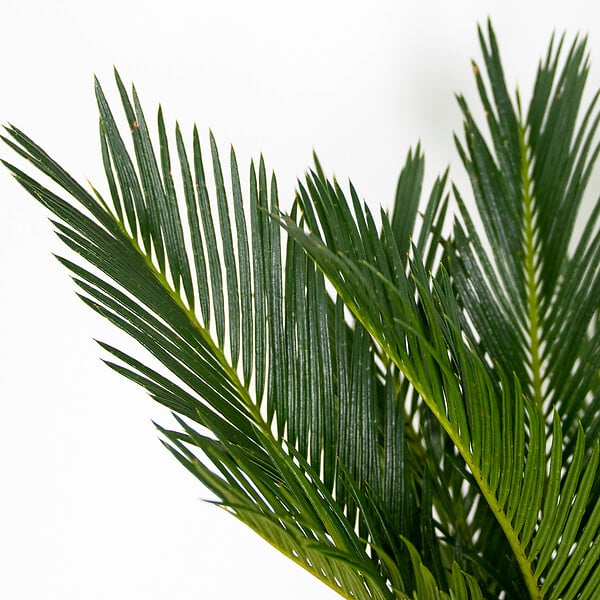 BLOOMIQUE - Cycas Revoluta - Cycas du Japon - Palmier d'intérieur - Plantes d’intérieur - H. 30-40 cm - P. 12 cm - large