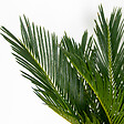 BLOOMIQUE - Cycas Revoluta - Cycas du Japon - Palmier d'intérieur - Plantes d’intérieur - H. 30-40 cm - P. 12 cm - vignette