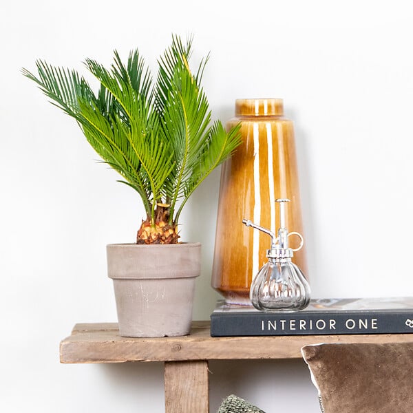 BLOOMIQUE - Cycas Revoluta - Cycas du Japon - Palmier d'intérieur - Plantes d’intérieur - H. 30-40 cm - P. 12 cm - large
