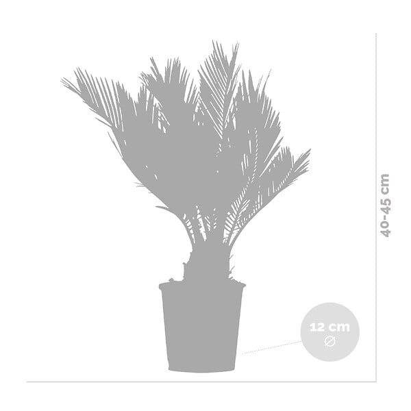 BLOOMIQUE - Cycas Revoluta - Cycas du Japon - Palmier d'intérieur - Plantes d’intérieur - H. 30-40 cm - P. 12 cm - large