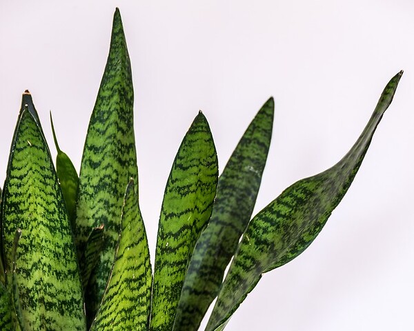 BLOOMIQUE - Sansevieria Zeylanica - Langue de belle-mère - Plantes d’intérieur - H. 30-40 cm - P. 12 cm - large