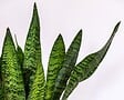 BLOOMIQUE - Sansevieria Zeylanica - Langue de belle-mère - Plantes d’intérieur - H. 30-40 cm - P. 12 cm - vignette