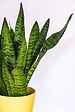 BLOOMIQUE - Sansevieria Zeylanica - Langue de belle-mère - Plantes d’intérieur - H. 30-40 cm - P. 12 cm - vignette