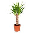 BLOOMIQUE - Yucca Elephantipes - Palmier Yucca - Plante d’intérieur - Dépolluante - H. 30-40 cm - P. 12 cm - vignette