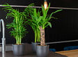 BLOOMIQUE - Yucca Elephantipes - Palmier Yucca - Plante d’intérieur - Dépolluante - H. 30-40 cm - P. 12 cm - vignette