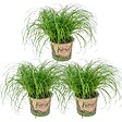 BLOOMIQUE - Lot de 3 - Cyperus zumula - Herbe à chat - Plante d’intérieur - H. 20-30 cm - P. 12 cm - vignette
