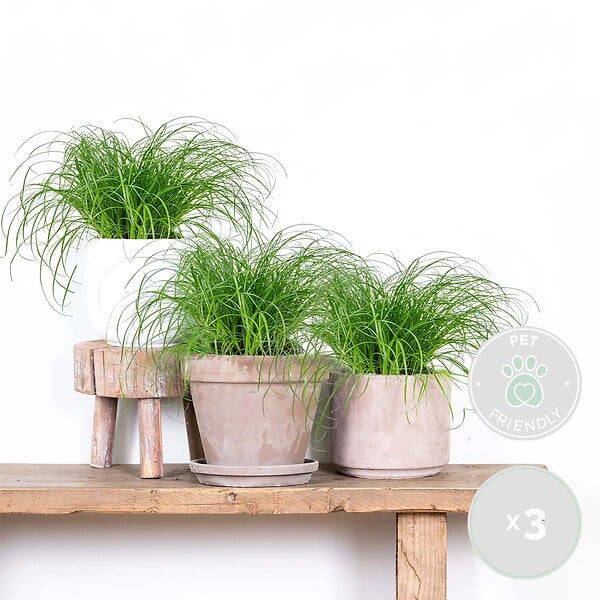 BLOOMIQUE - Lot de 3 - Cyperus zumula - Herbe à chat - Plante d’intérieur - H. 20-30 cm - P. 12 cm - large