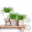 BLOOMIQUE - Lot de 3 - Cyperus zumula - Herbe à chat - Plante d’intérieur - H. 20-30 cm - P. 12 cm - vignette