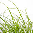 BLOOMIQUE - Lot de 3 - Cyperus zumula - Herbe à chat - Plante d’intérieur - H. 20-30 cm - P. 12 cm - vignette