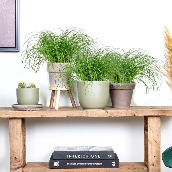 BLOOMIQUE - Lot de 3 - Cyperus zumula - Herbe à chat - Plante d’intérieur - H. 20-30 cm - P. 12 cm - large